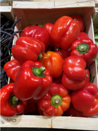 Env hydroponics pepper