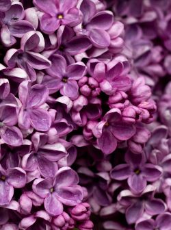 charlotte coneybeer FhfhQUZsy0A unsplash 1Lilac