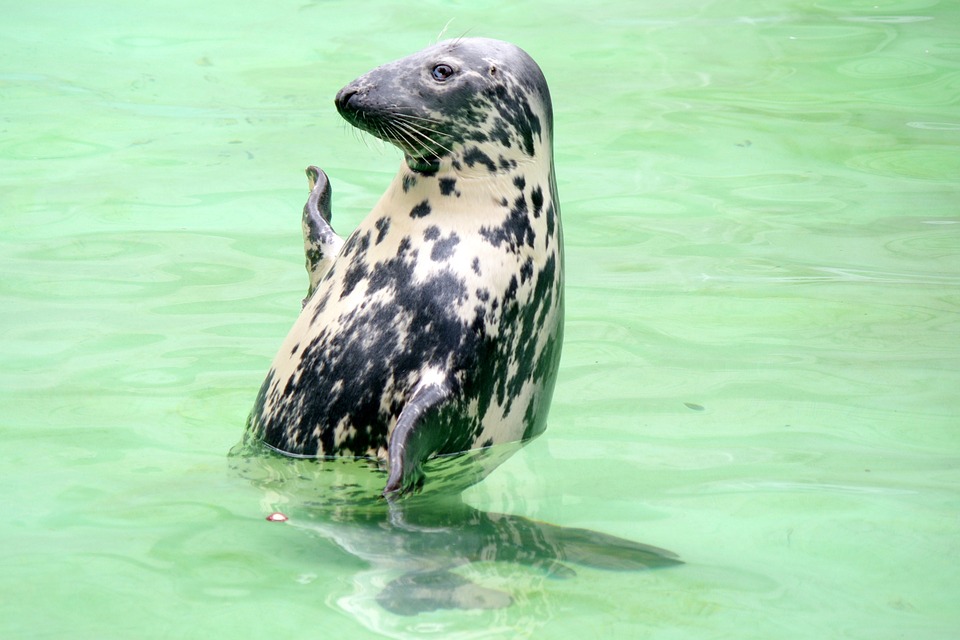 https://pixabay.com/photos/baltic-ringed-seal-print-kaliningrad-499213/