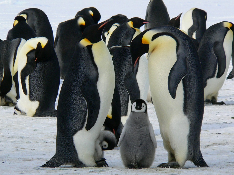 https://pixabay.com/photos/penguins-emperor-penguins-baby-429128/