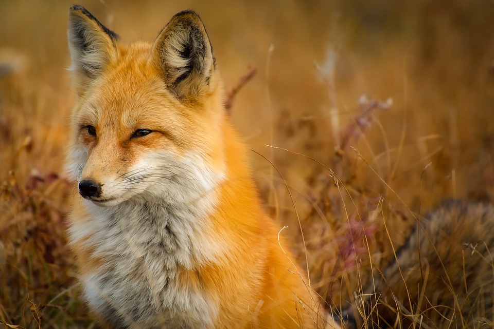 https://pixabay.com/photos/fox-animal-wildlife-red-macro-1883658/