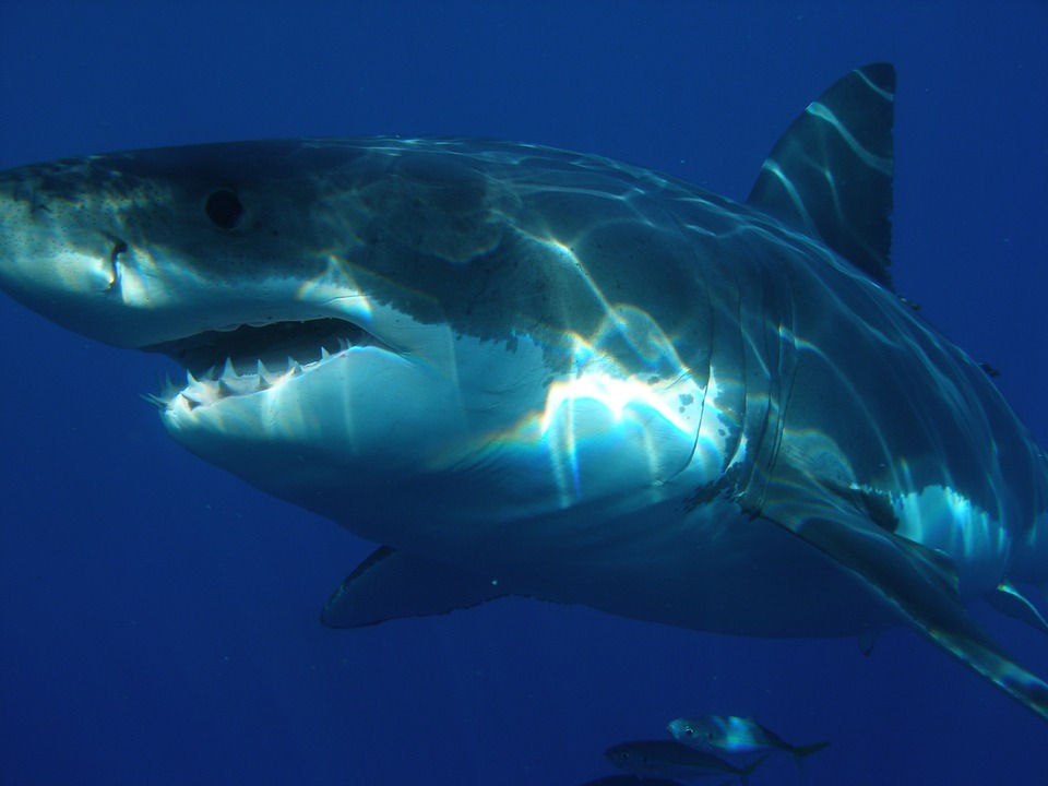 https://pixabay.com/photos/great-white-shark-shark-jaws-fish-398276/