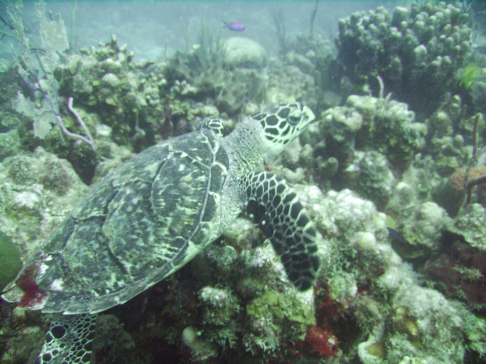 https://pixabay.com/photos/turtle-sea-hawksbill-reptile-699605/