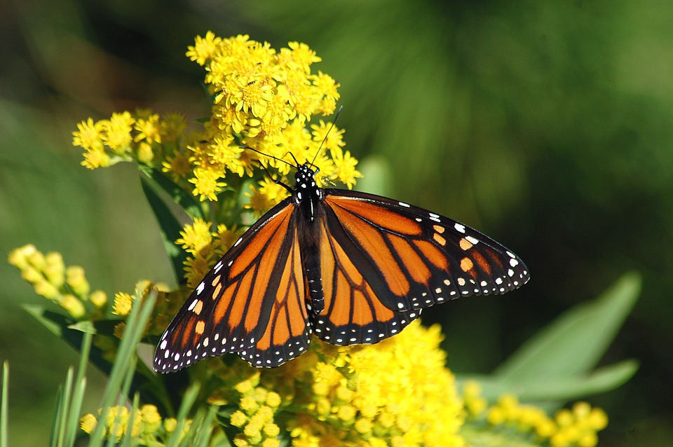 https://pixabay.com/photos/monarch-butterfly-migration-1926184/