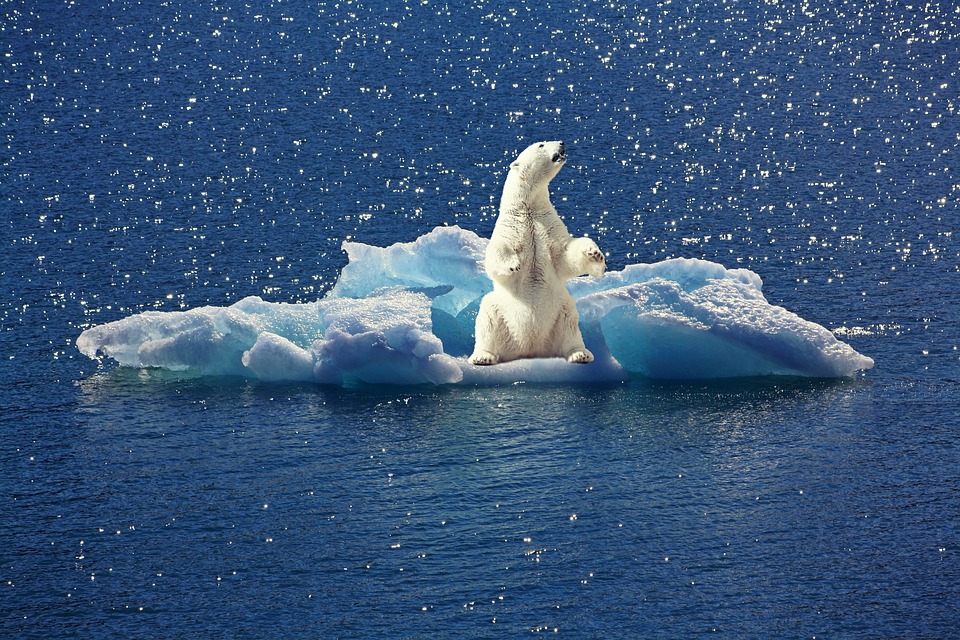 https://pixabay.com/photos/polar-bear-iceberg-ice-floe-2199534/