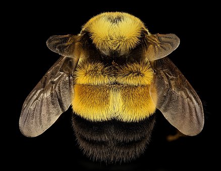 https://pixabay.com/photos/rusty-patched-bumble-bee-queen-2182949/