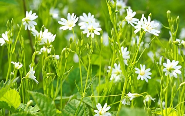 chickweed