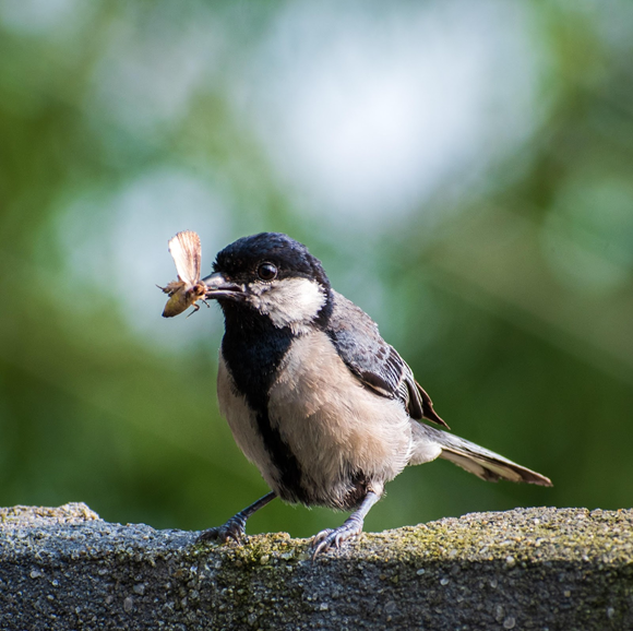 bird w insect