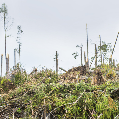 Forest devastation