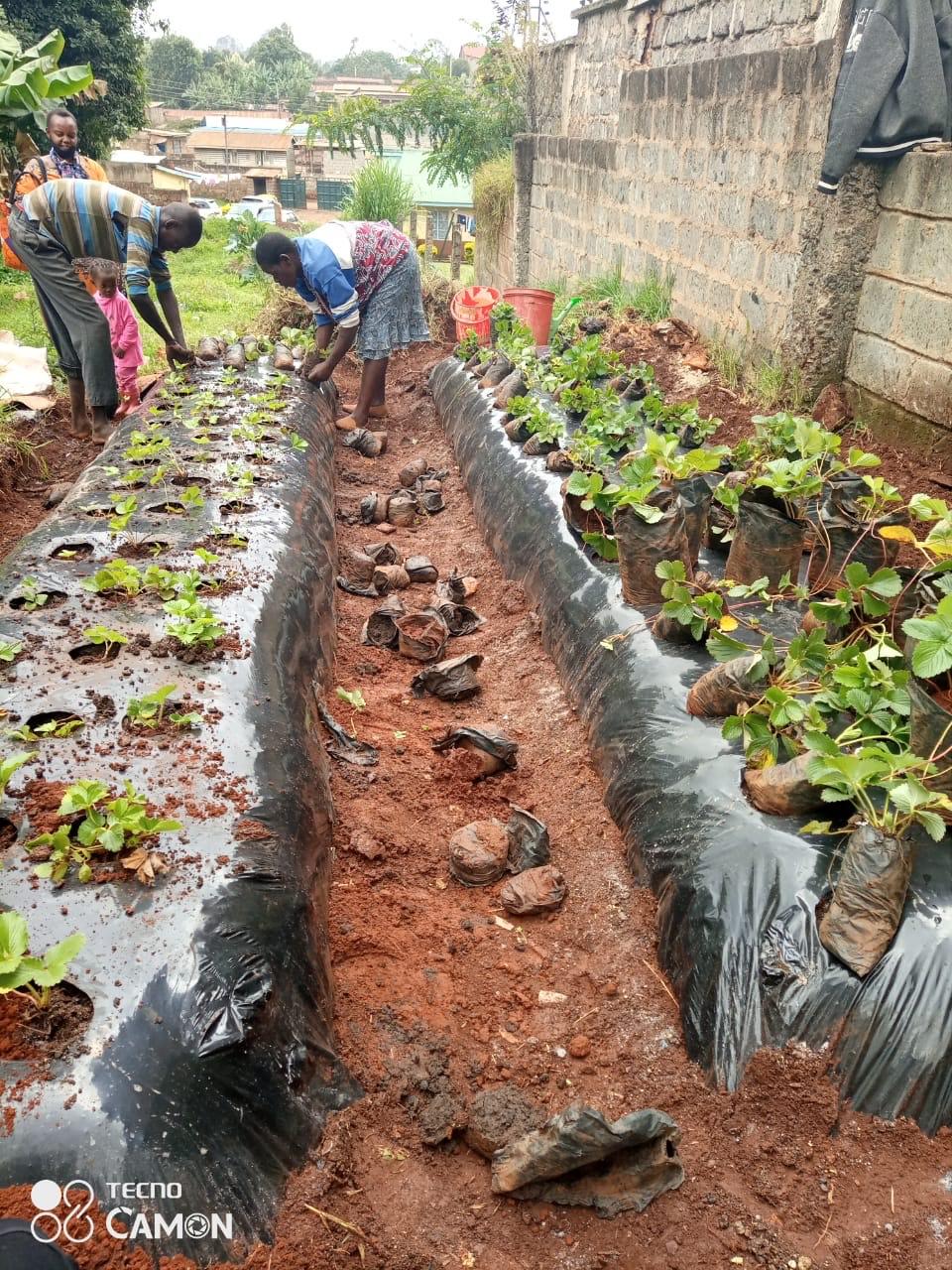 Organic farming bed