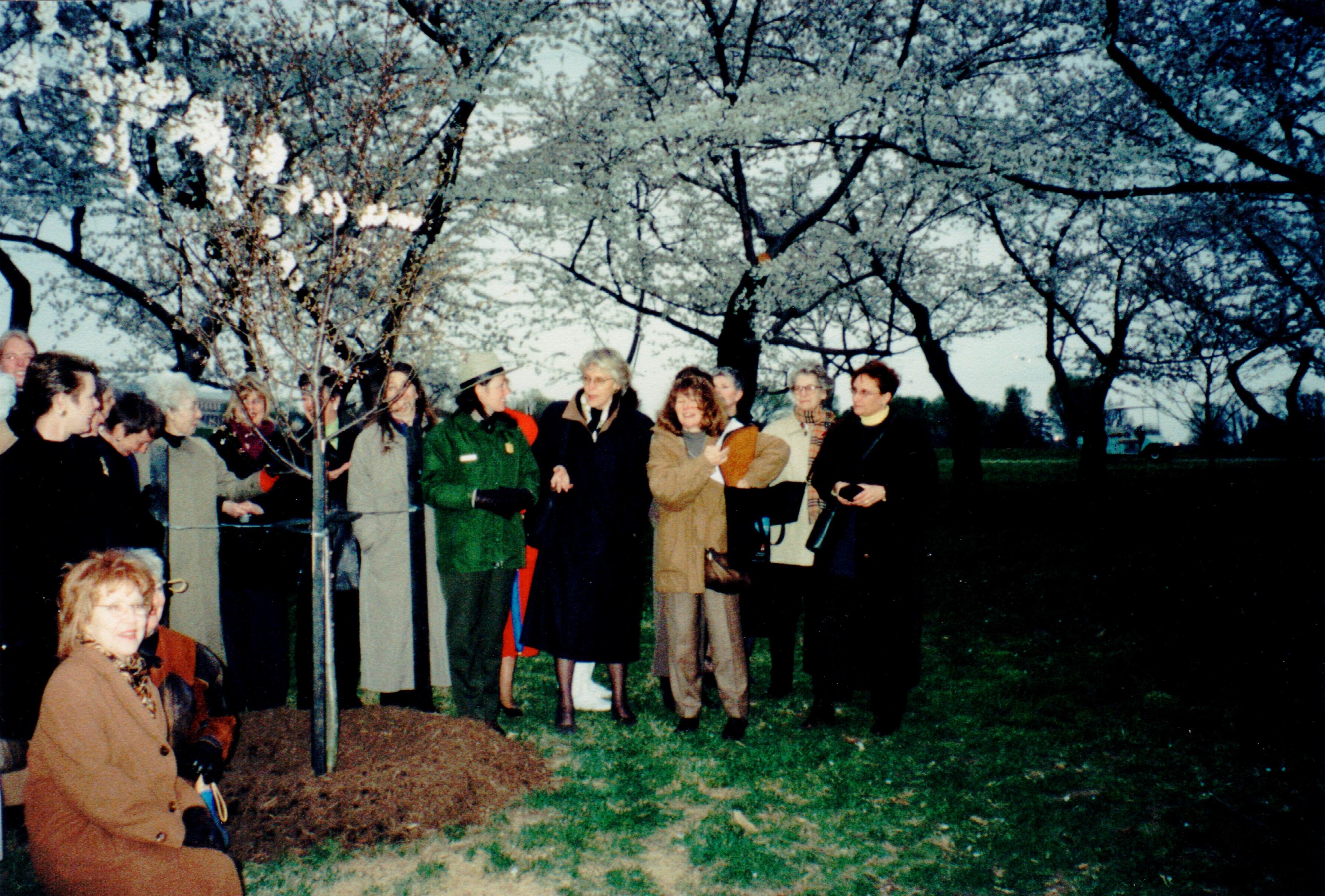 Planting cherry tree in Washington DC 2001 cropped