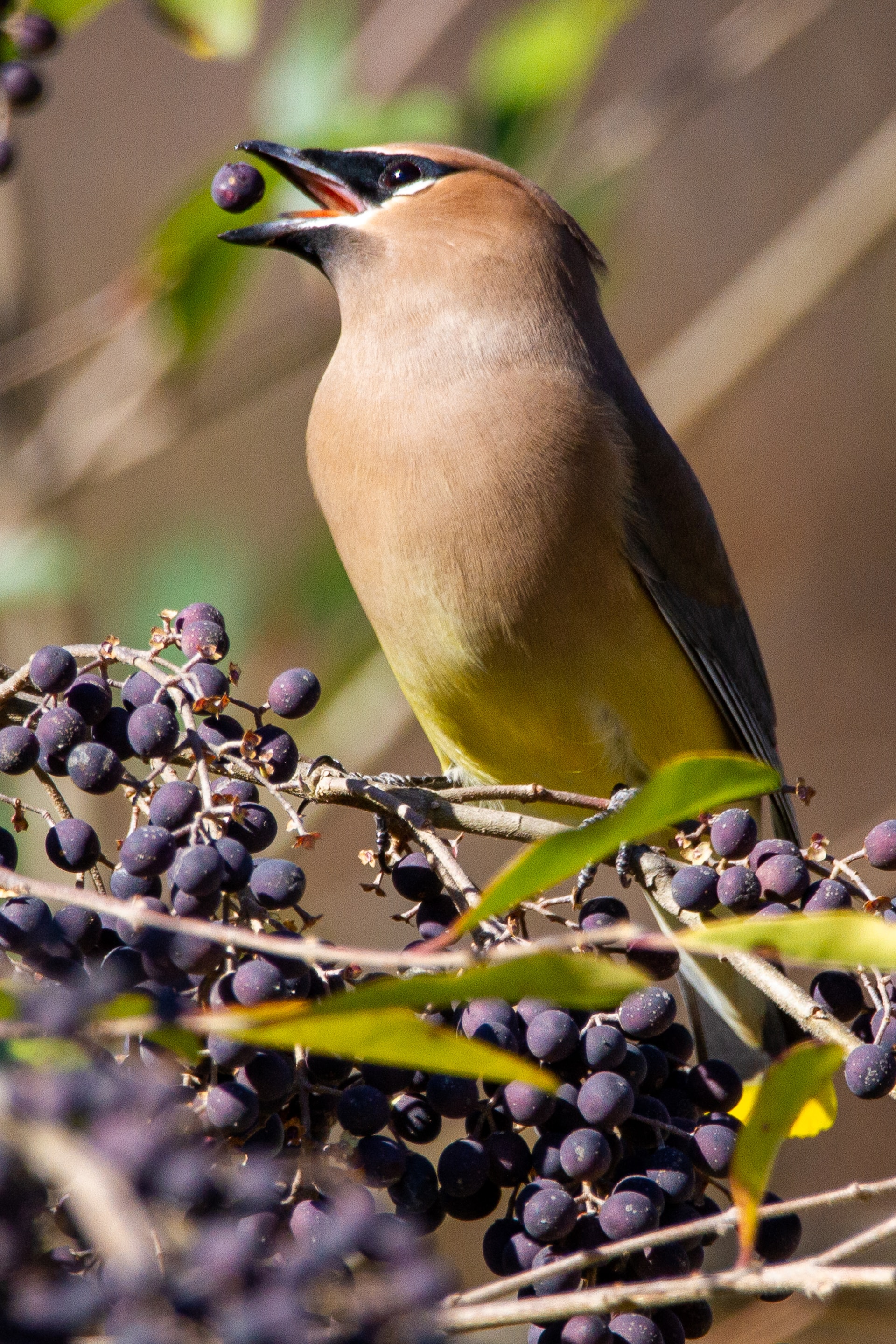 biodiversity bird eating fruit unsplash