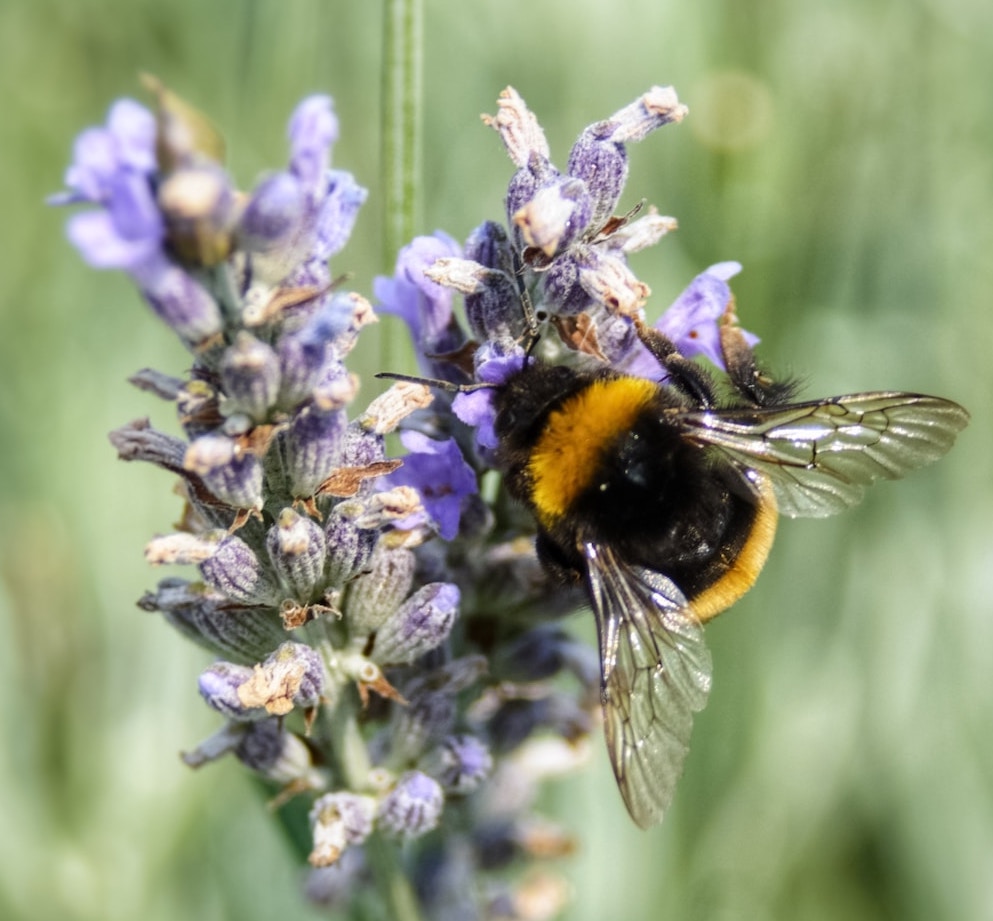 biodiversity lavender Bee unsplash