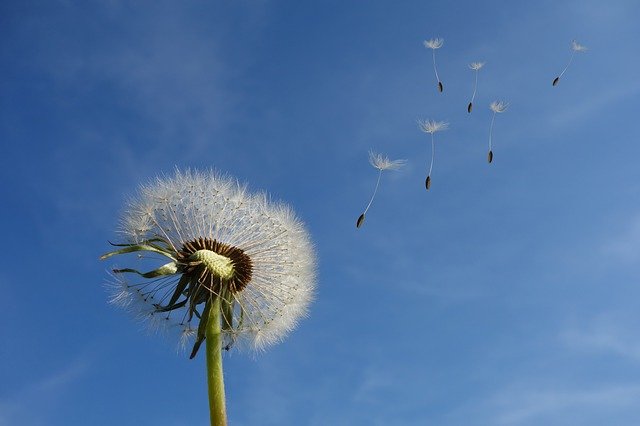 dandelion g6684016c0 640