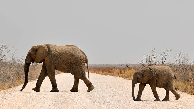 elephants on the road