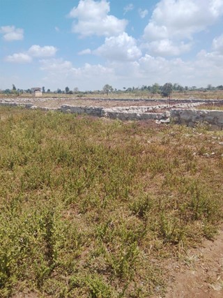 env awesome blossoms final 1