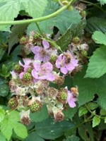 env foraging unripe berries