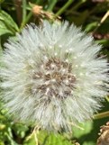 silver dandelion