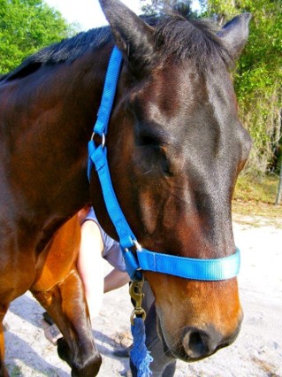 target magic horse