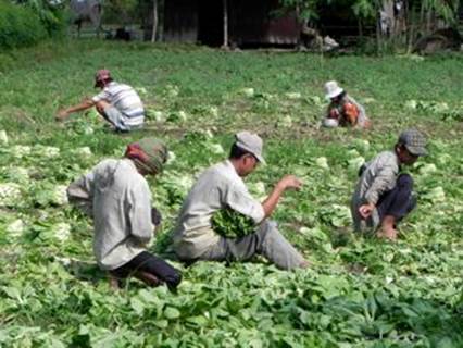 tabitha-farmers-working